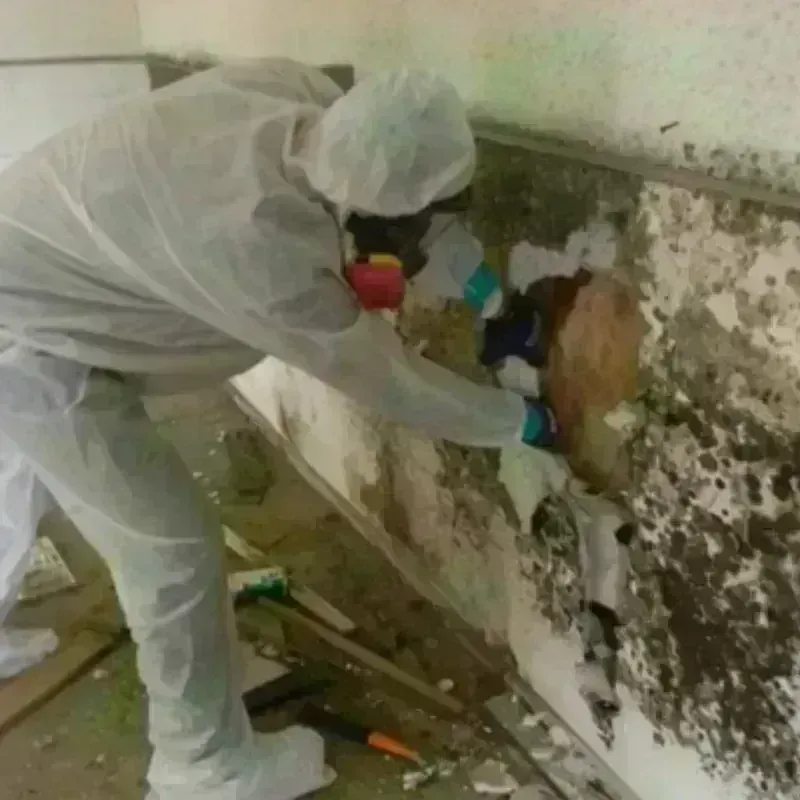 Mold Remediation and Removal in Park View, IA